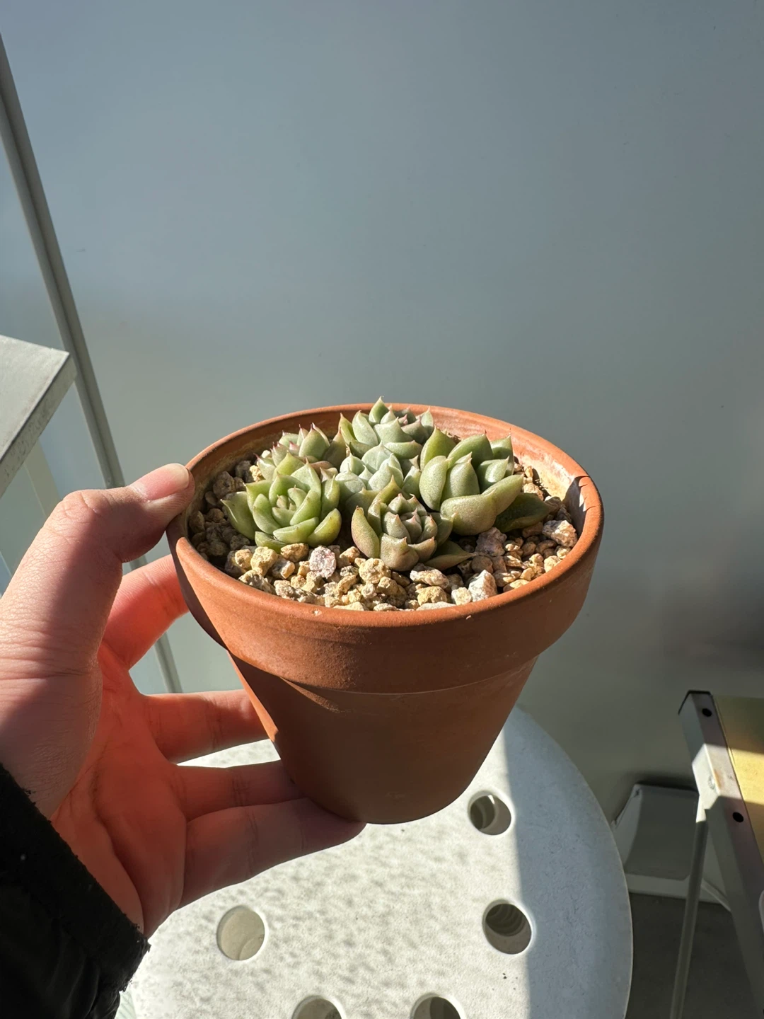 Succulents for sale - photo 3
