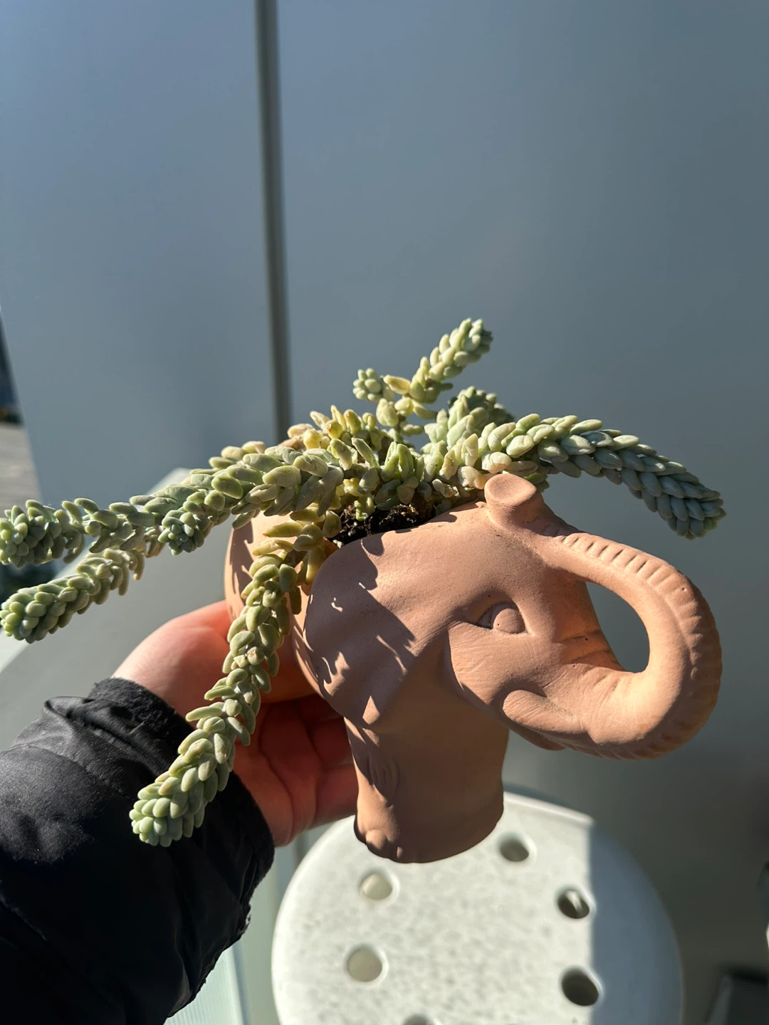 Succulents for sale - photo 4