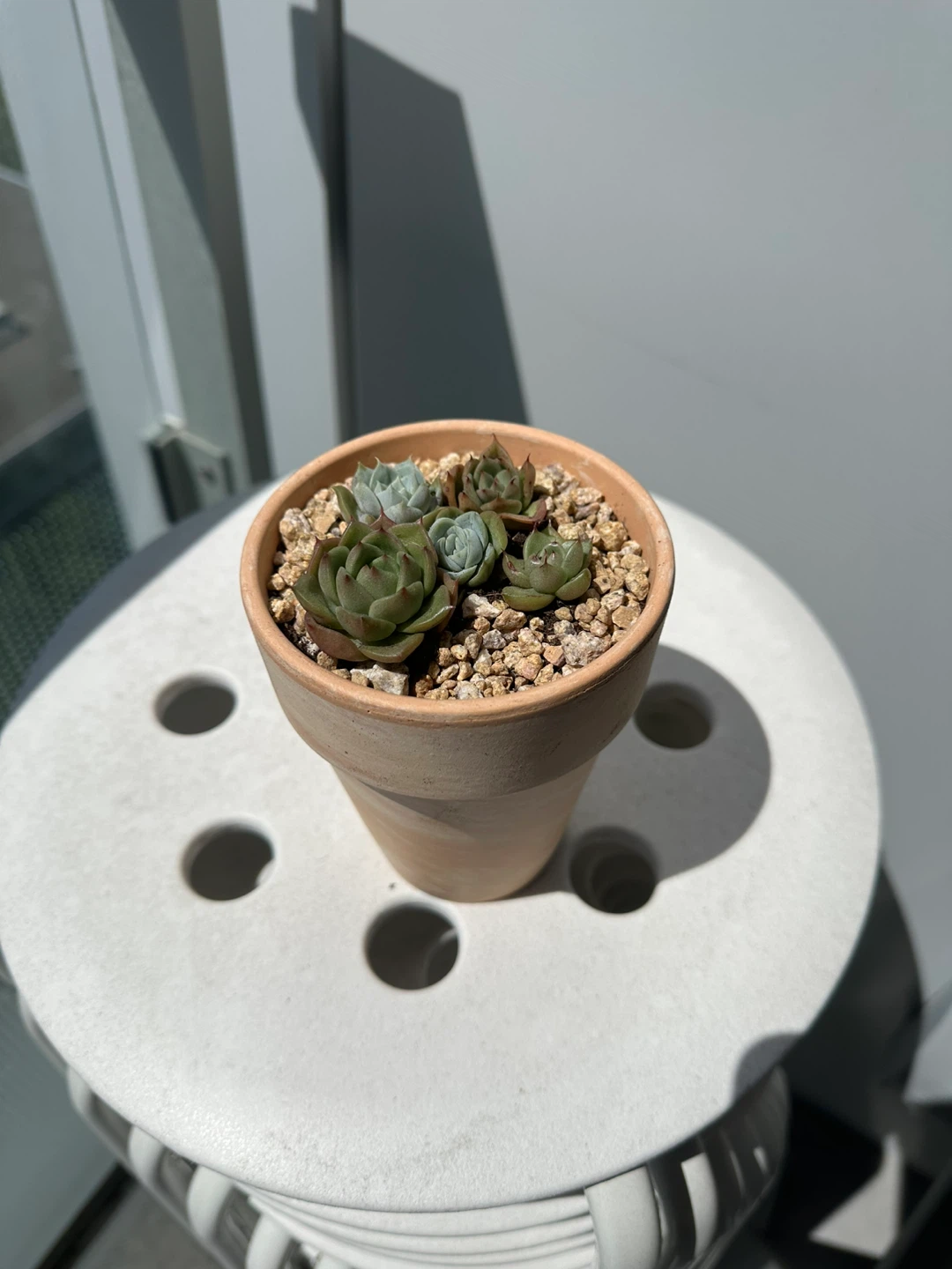 Succulents for sale - photo 5