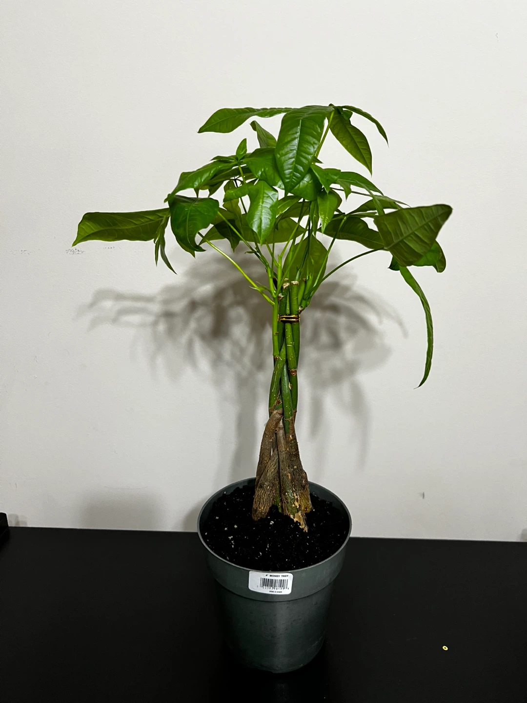 4 inch Money Tree plant
