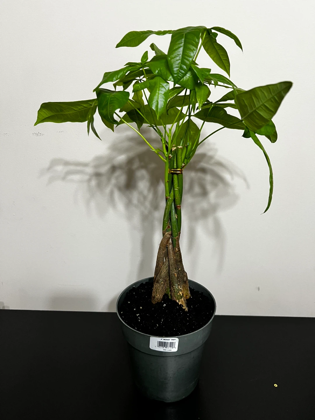 4 inch Money Tree plant - photo 2