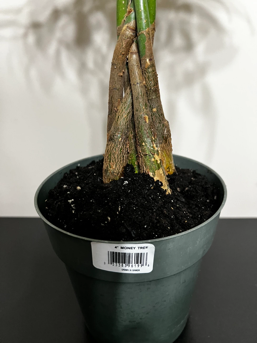 4 inch Money Tree plant - photo 3
