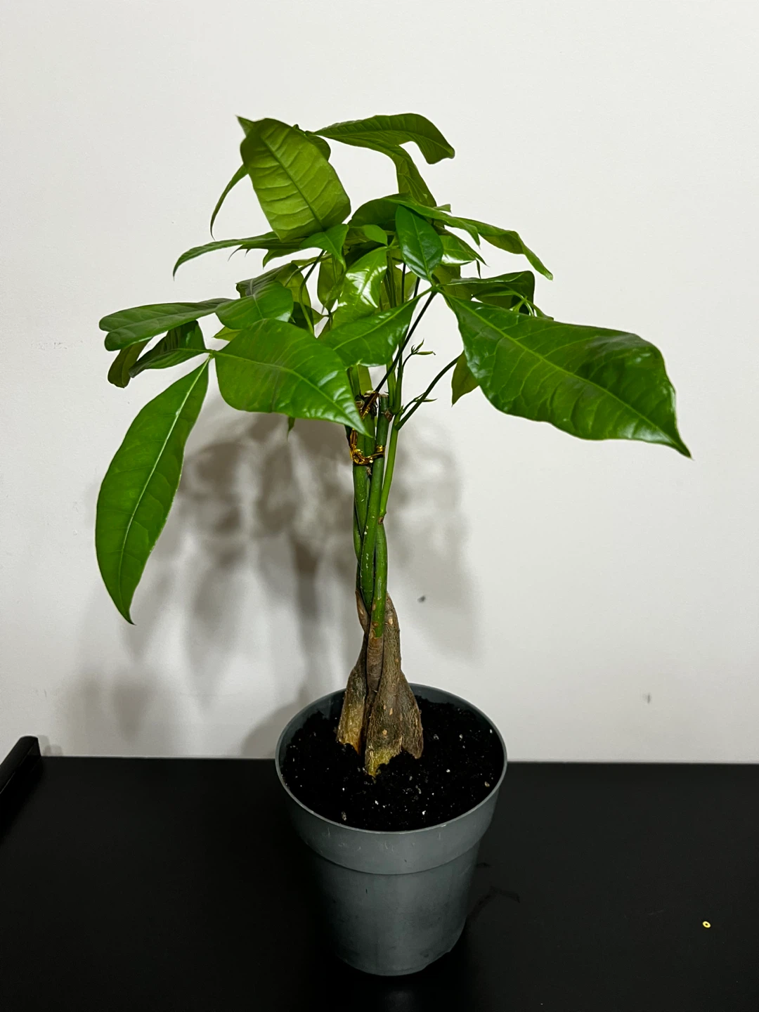 4 inch Money Tree plant - photo 4