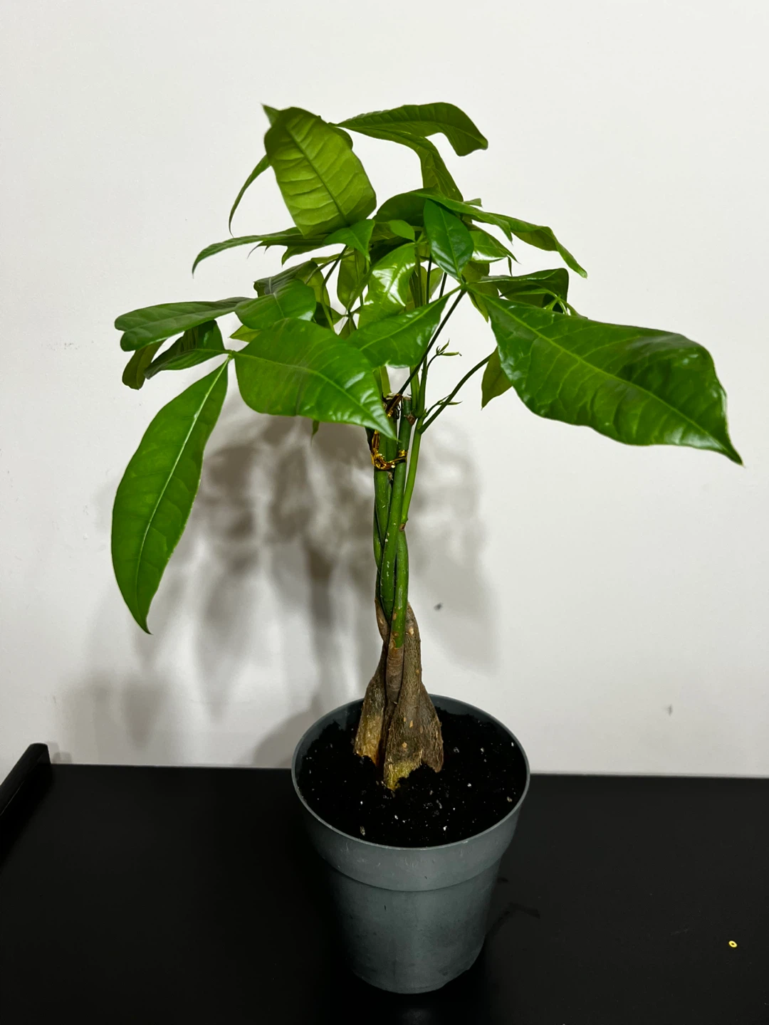 4 inch Money Tree plant - photo 5