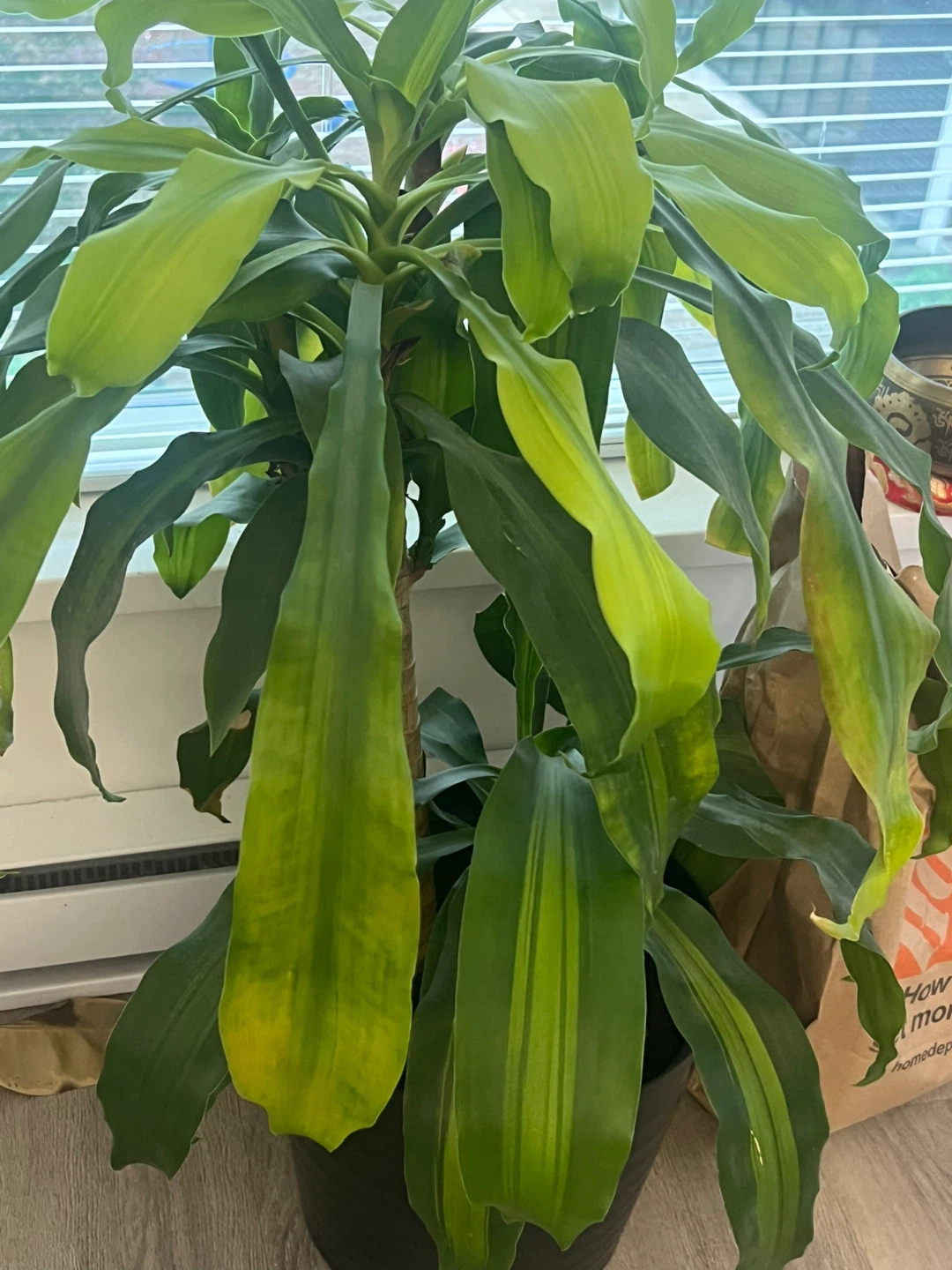 Dracaena Houseplant
