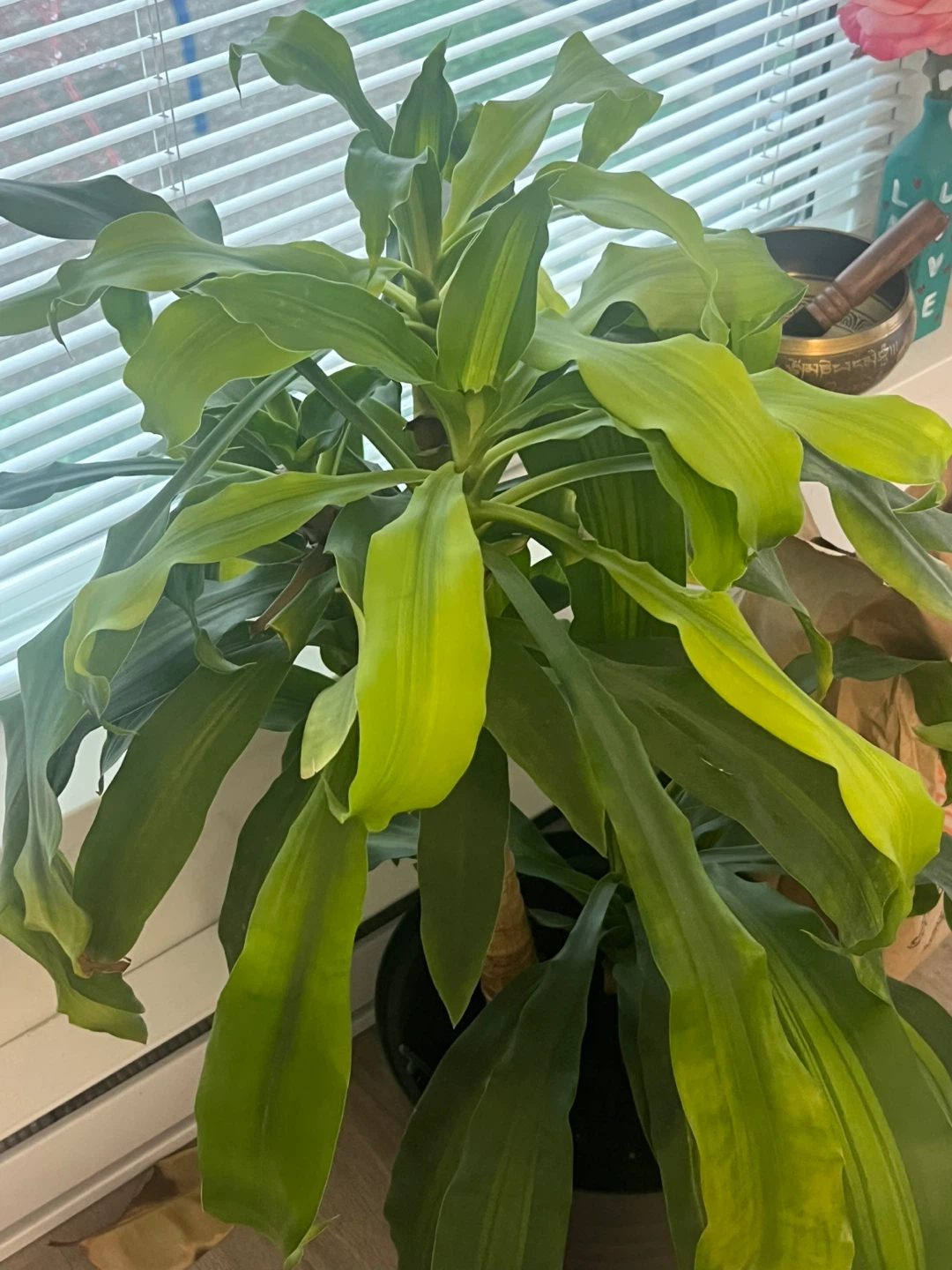 Dracaena Houseplant - photo 2