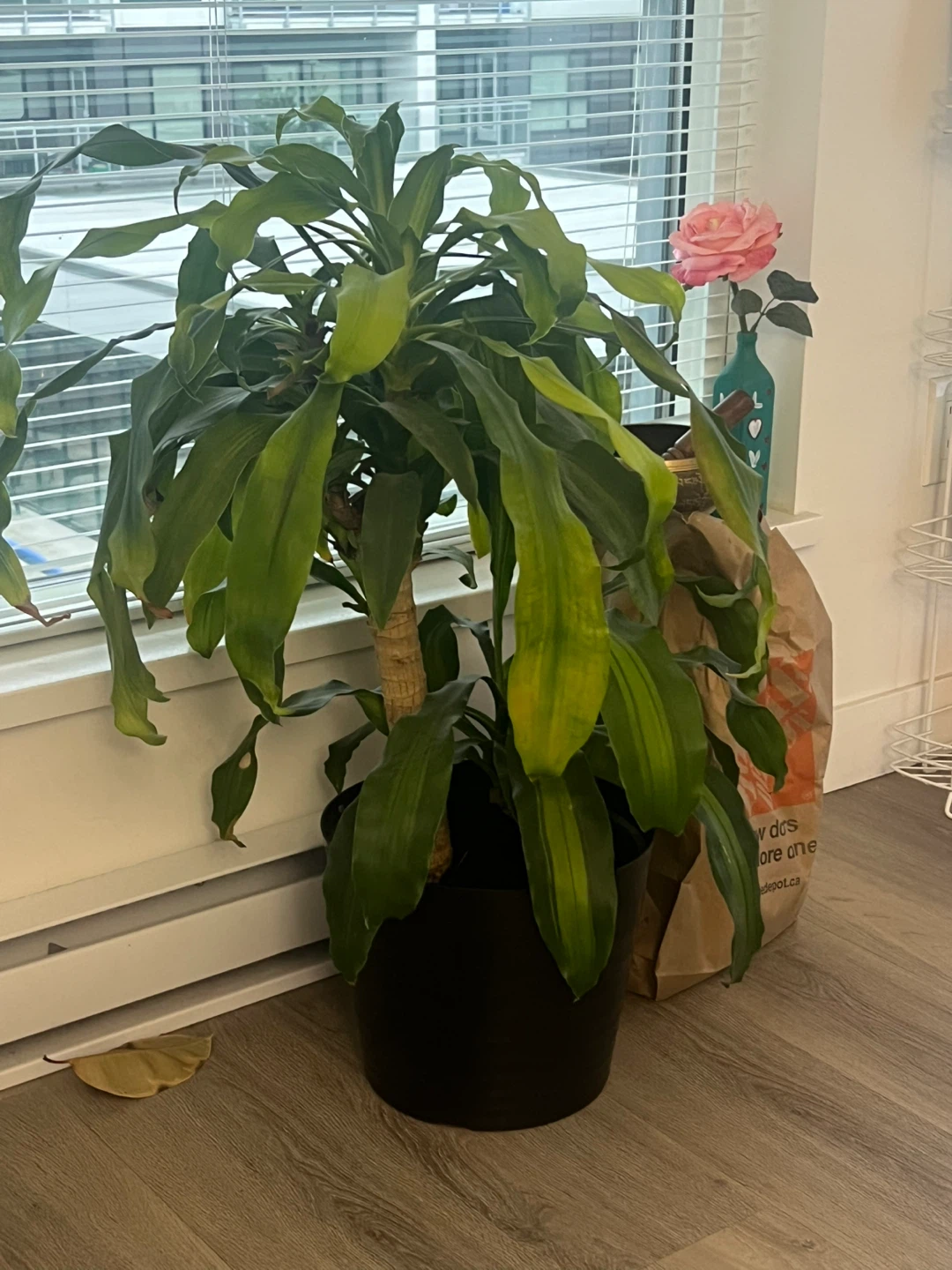Dracaena Houseplant - photo 3