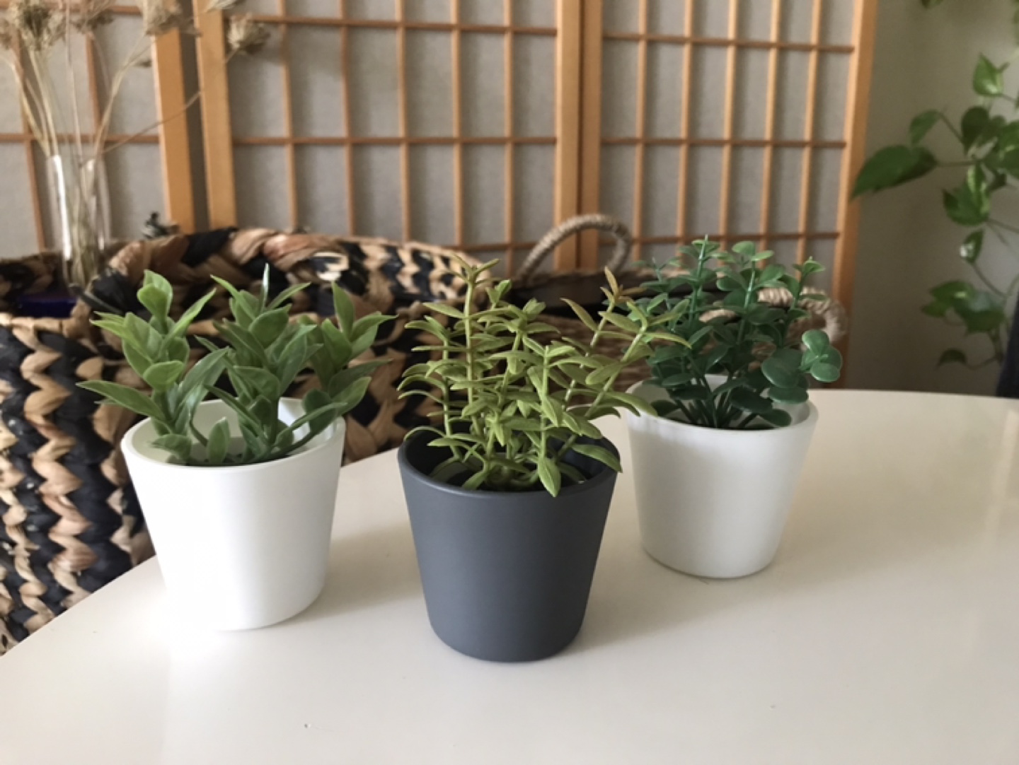 3 Glass Plant Pots Planters + 3 Plants + 3✨FREE Inserts!