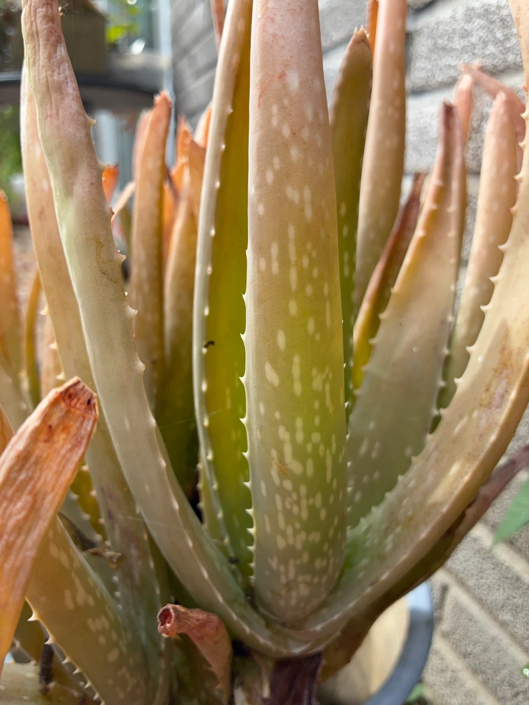 Aloe Vera Plant $3/each