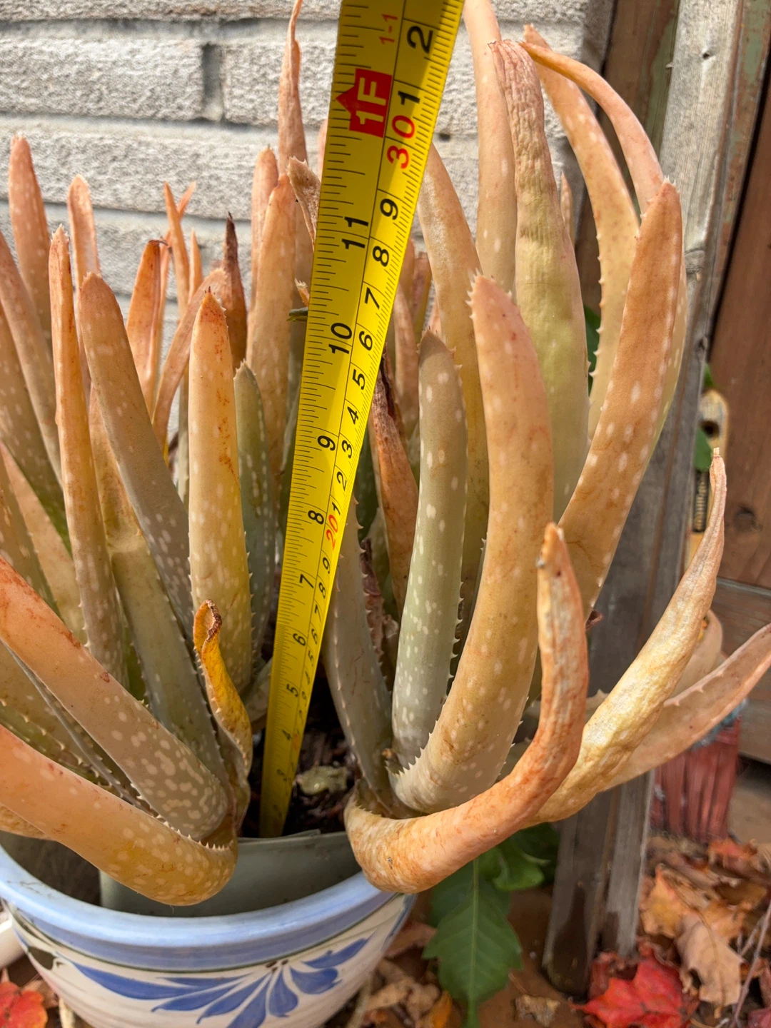 Aloe Vera Plant $3/each - photo 2