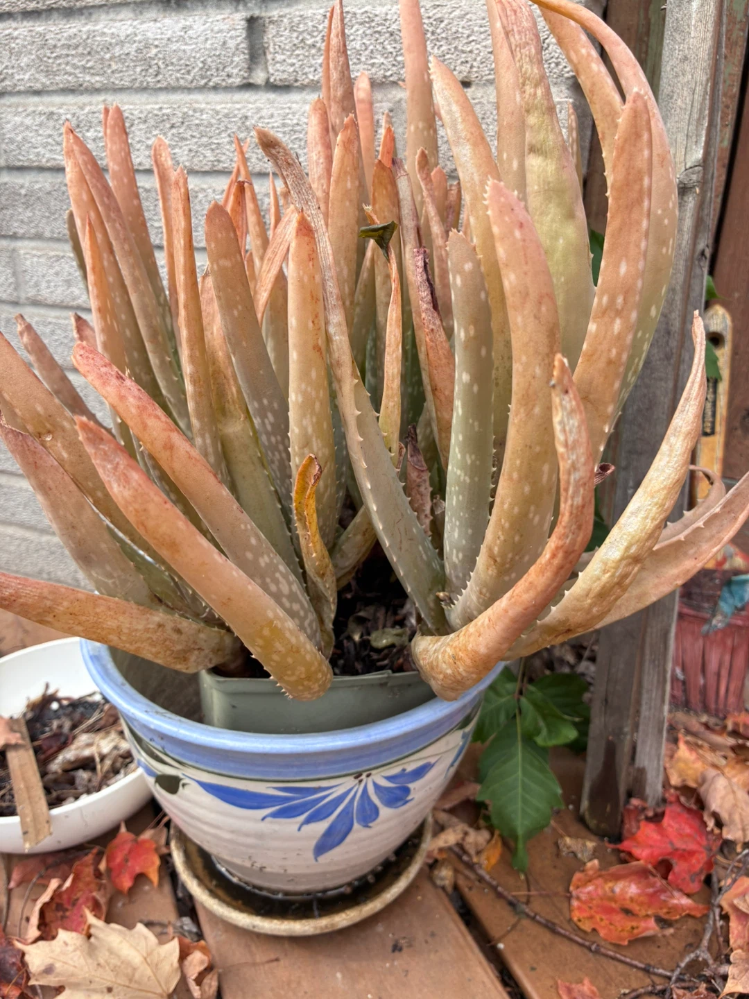 Aloe Vera Plant $3/each - photo 3