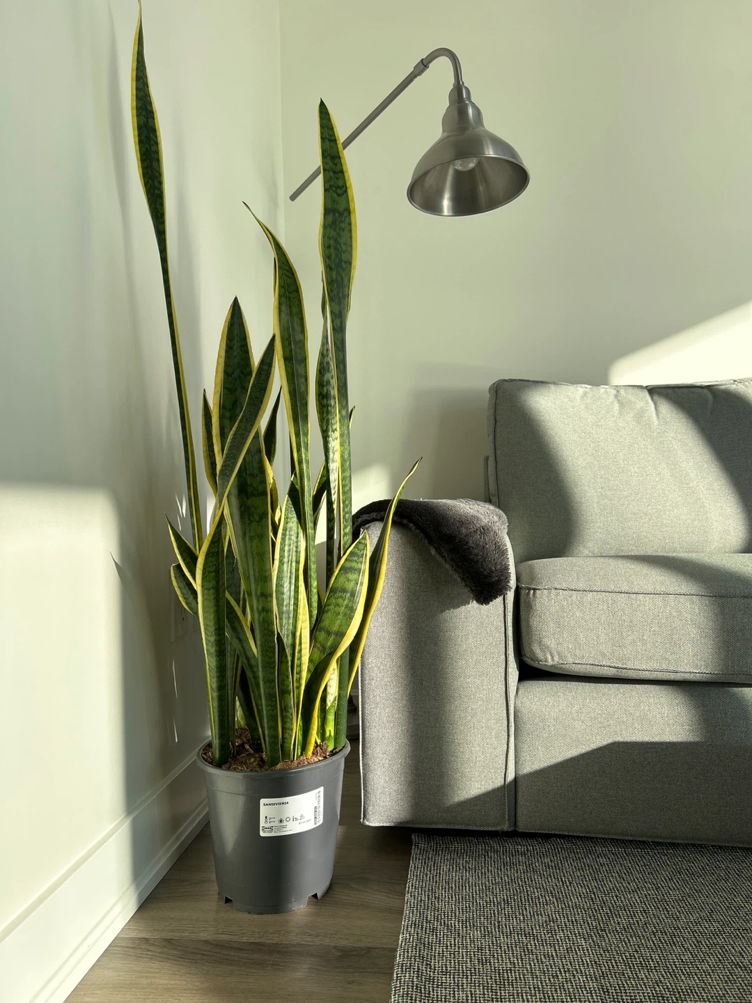 Healthy Sansevieria Snake Plant