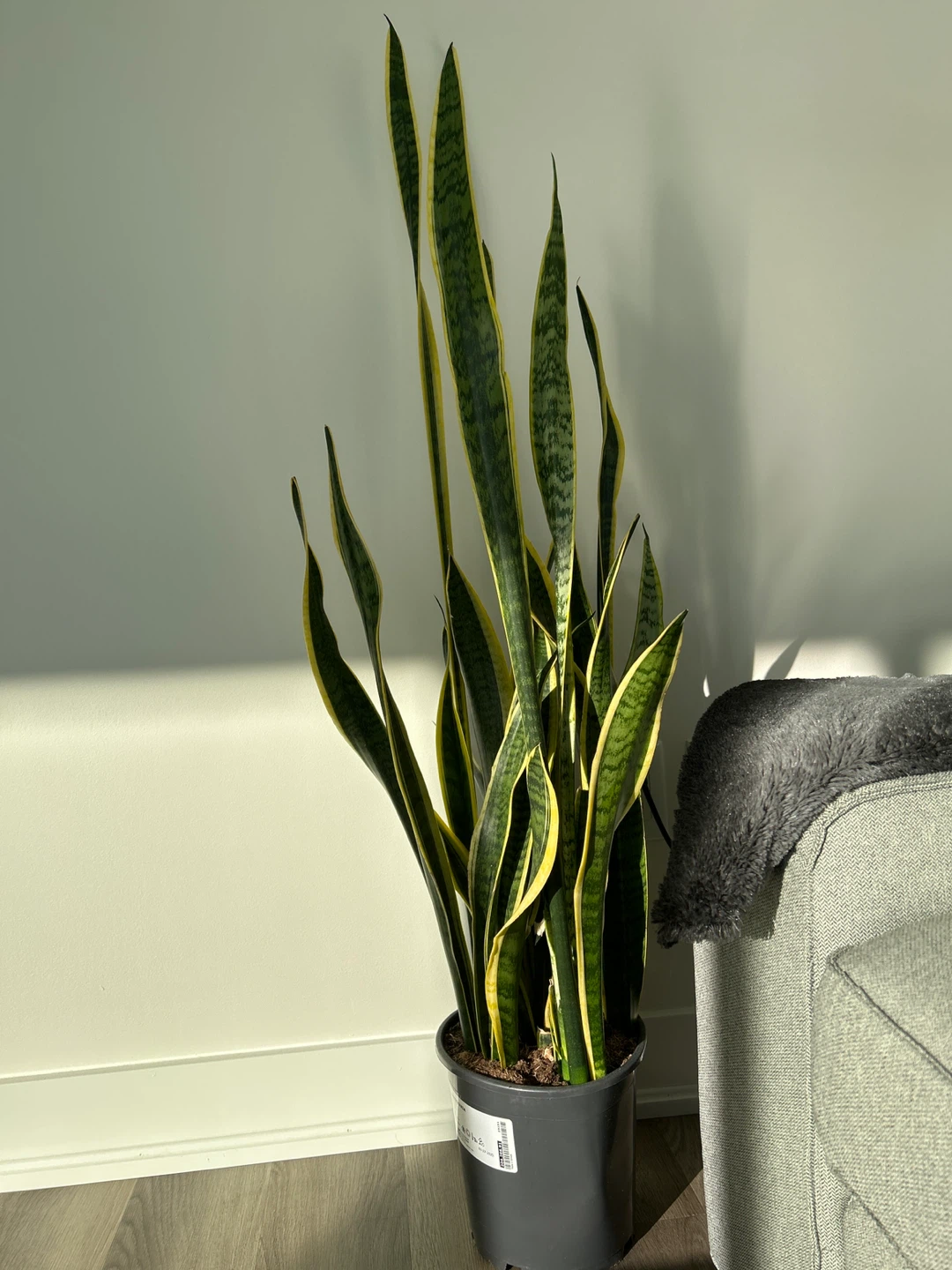 Healthy Sansevieria Snake Plant - photo 2