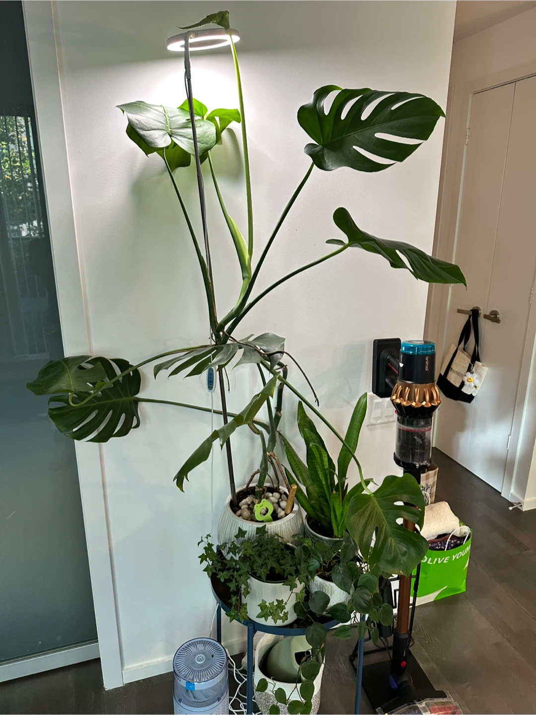 Large Monstera Deliciosa Plant - photo 2