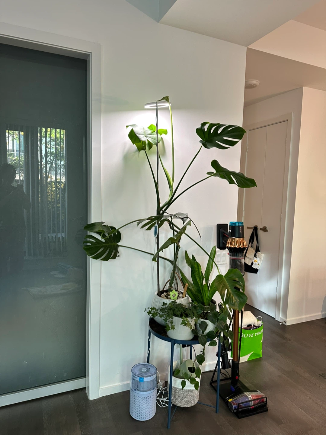 Large Monstera Deliciosa Plant