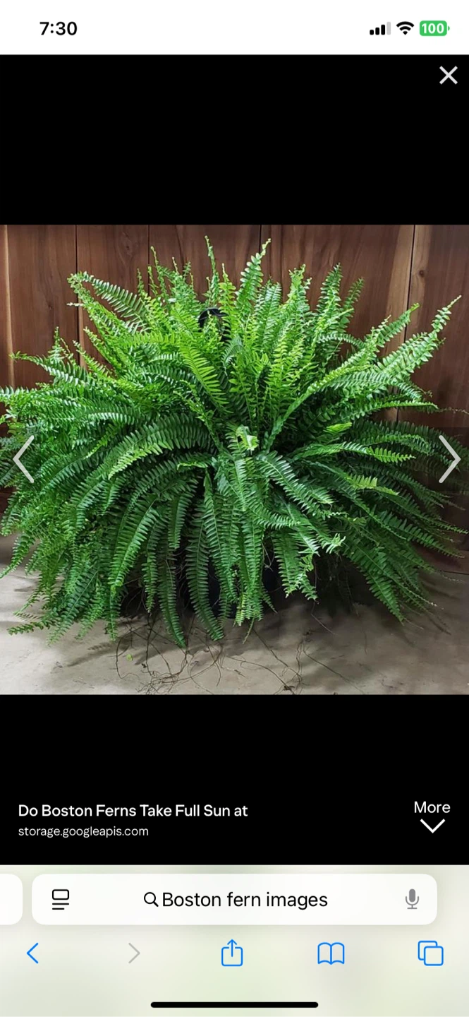 WANTED: FREE: Sweet Potato Vine and Boston Ferns. - photo 2