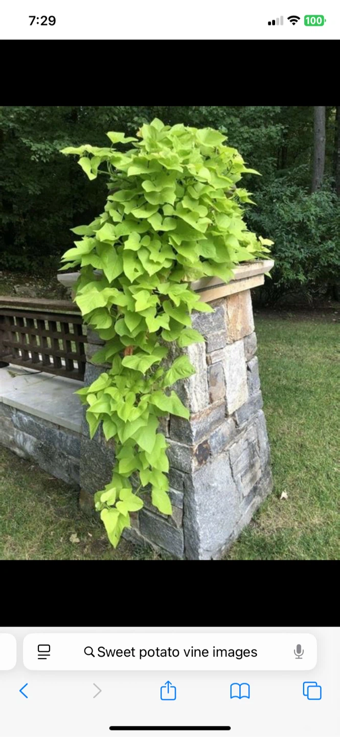 WANTED: FREE: Sweet Potato Vine and Boston Ferns.