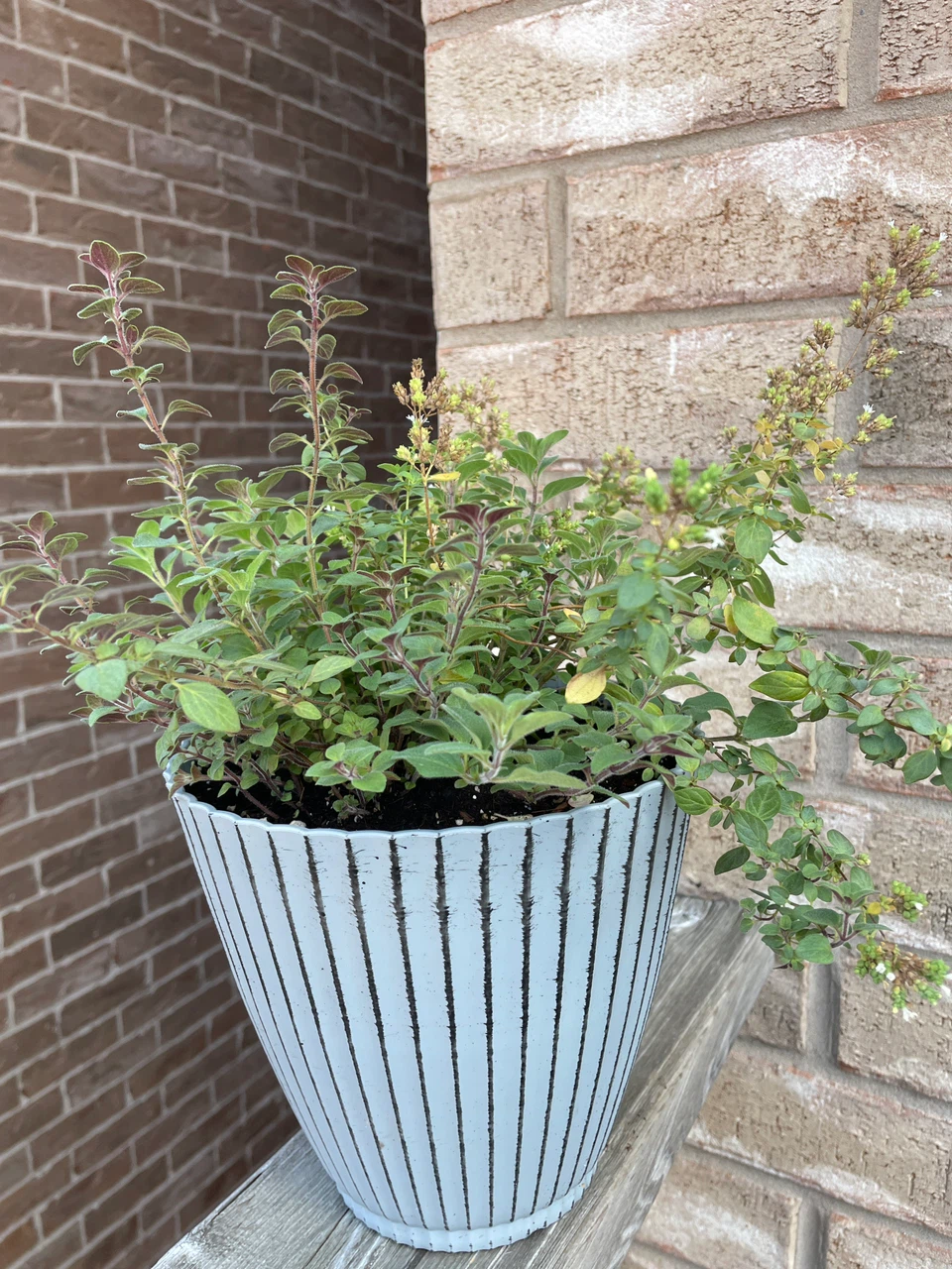 Potted Oregano Plant