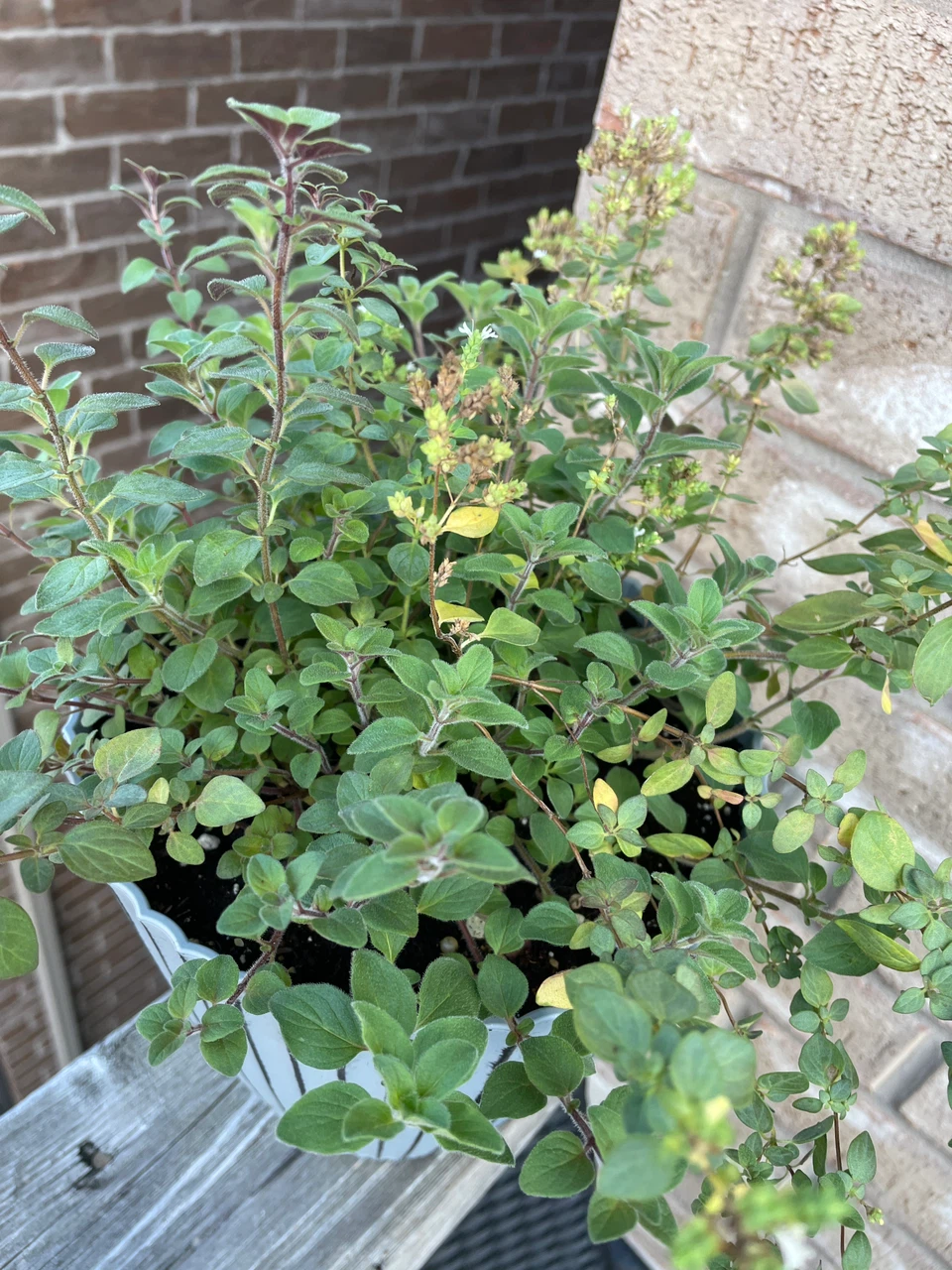 Potted Oregano Plant - photo 2