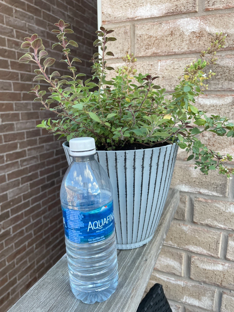 Potted Oregano Plant - photo 3