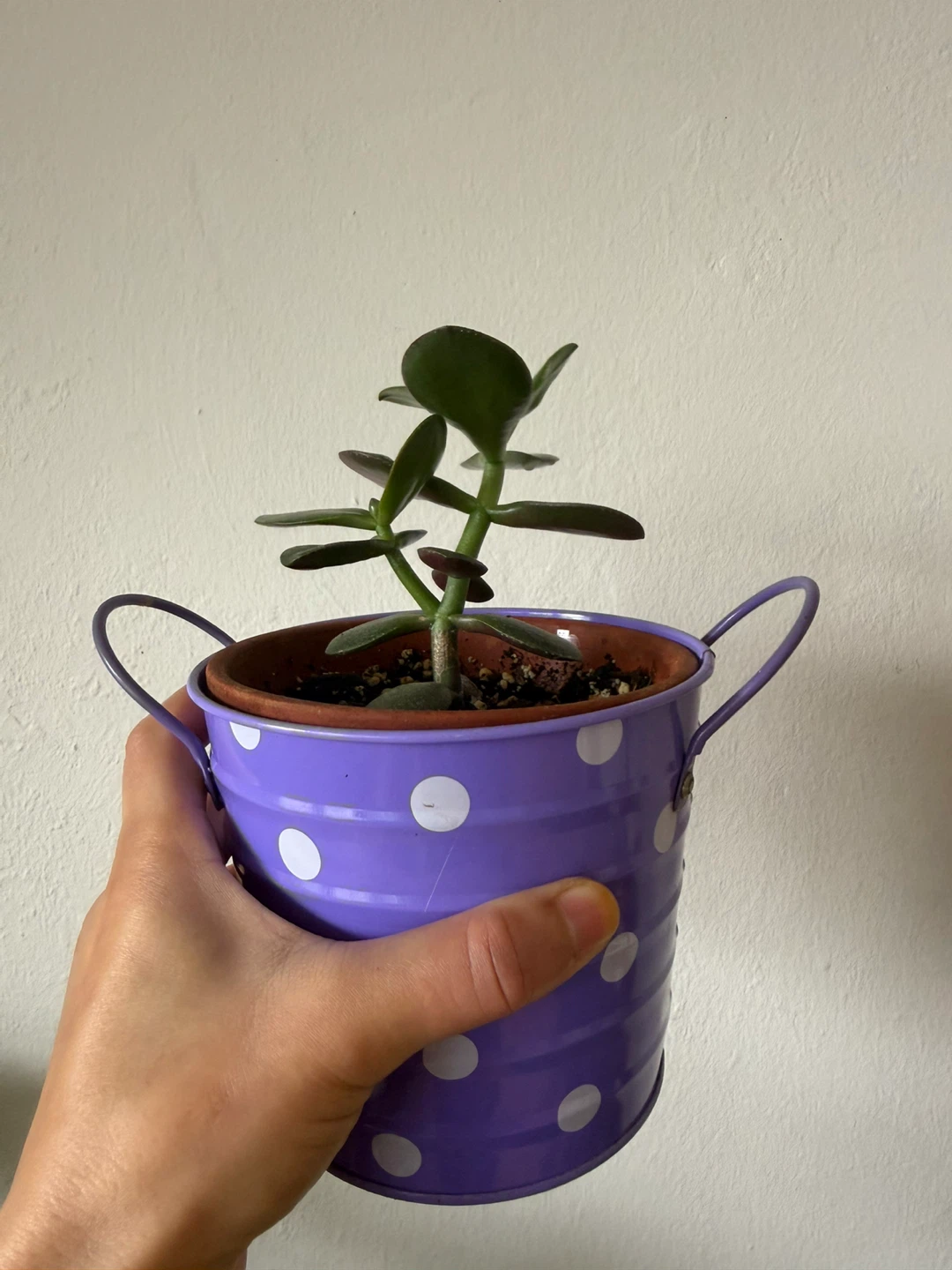 Jade Plant in Polka Dot Pot