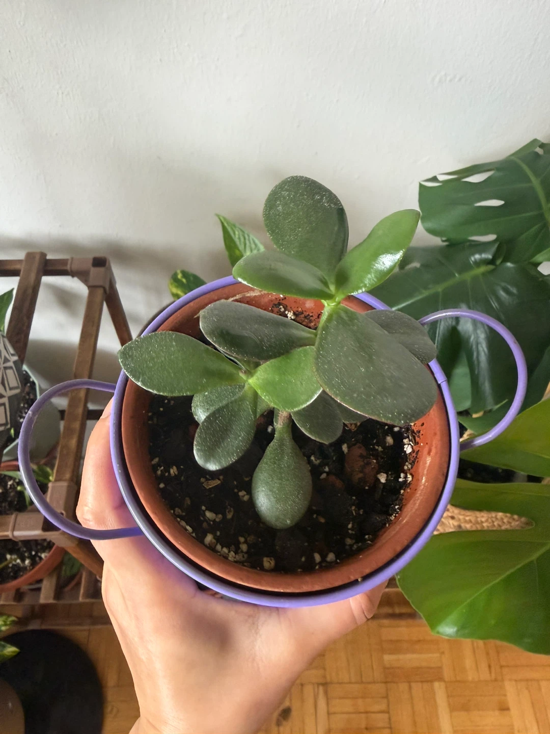Jade Plant in Polka Dot Pot - photo 2