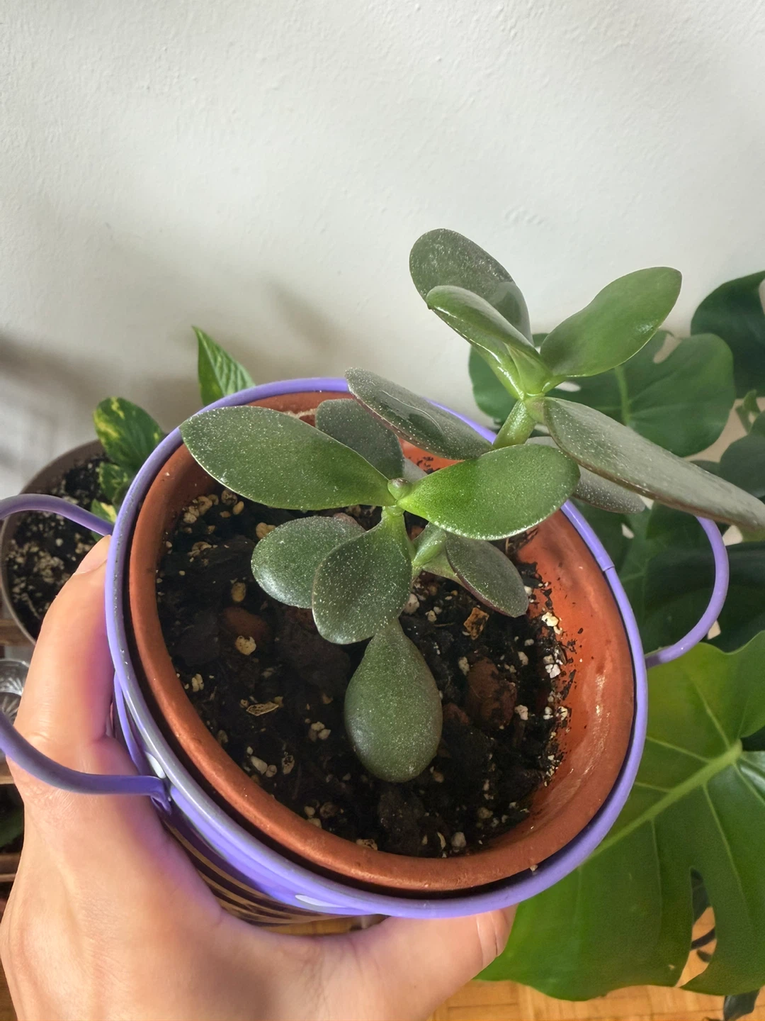 Jade Plant in Polka Dot Pot - photo 3