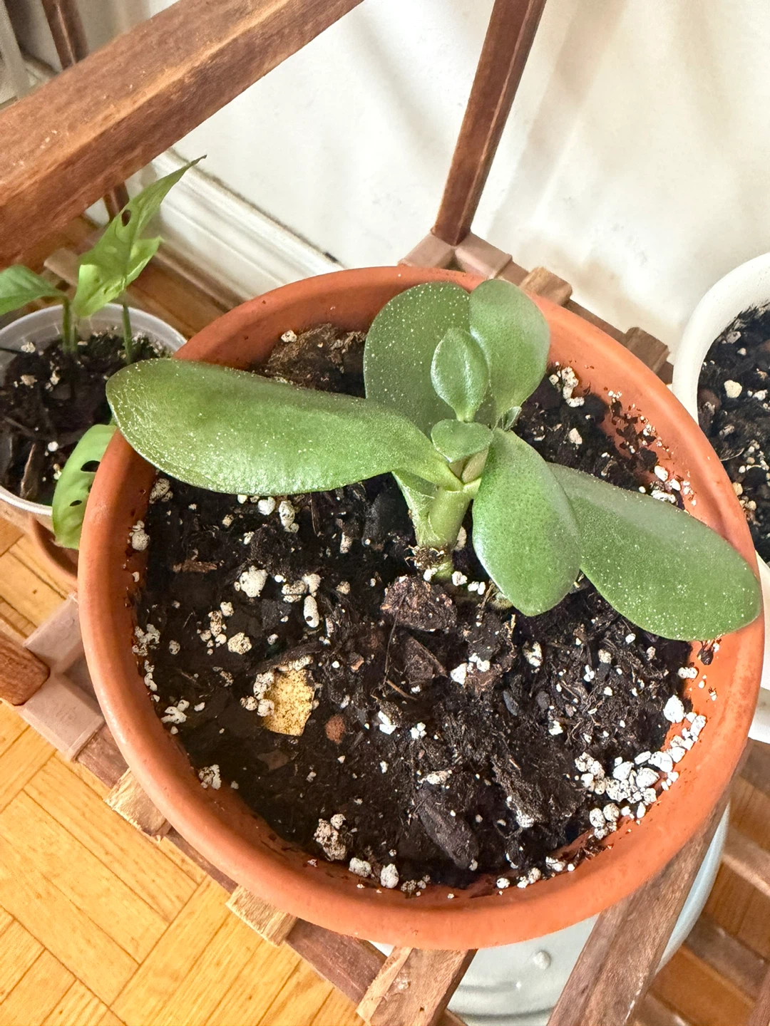 Jade Plant in Painted Terracotta Pot
