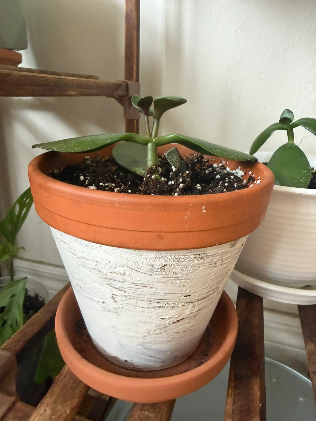 Jade Plant in Painted Terracotta Pot - photo 2