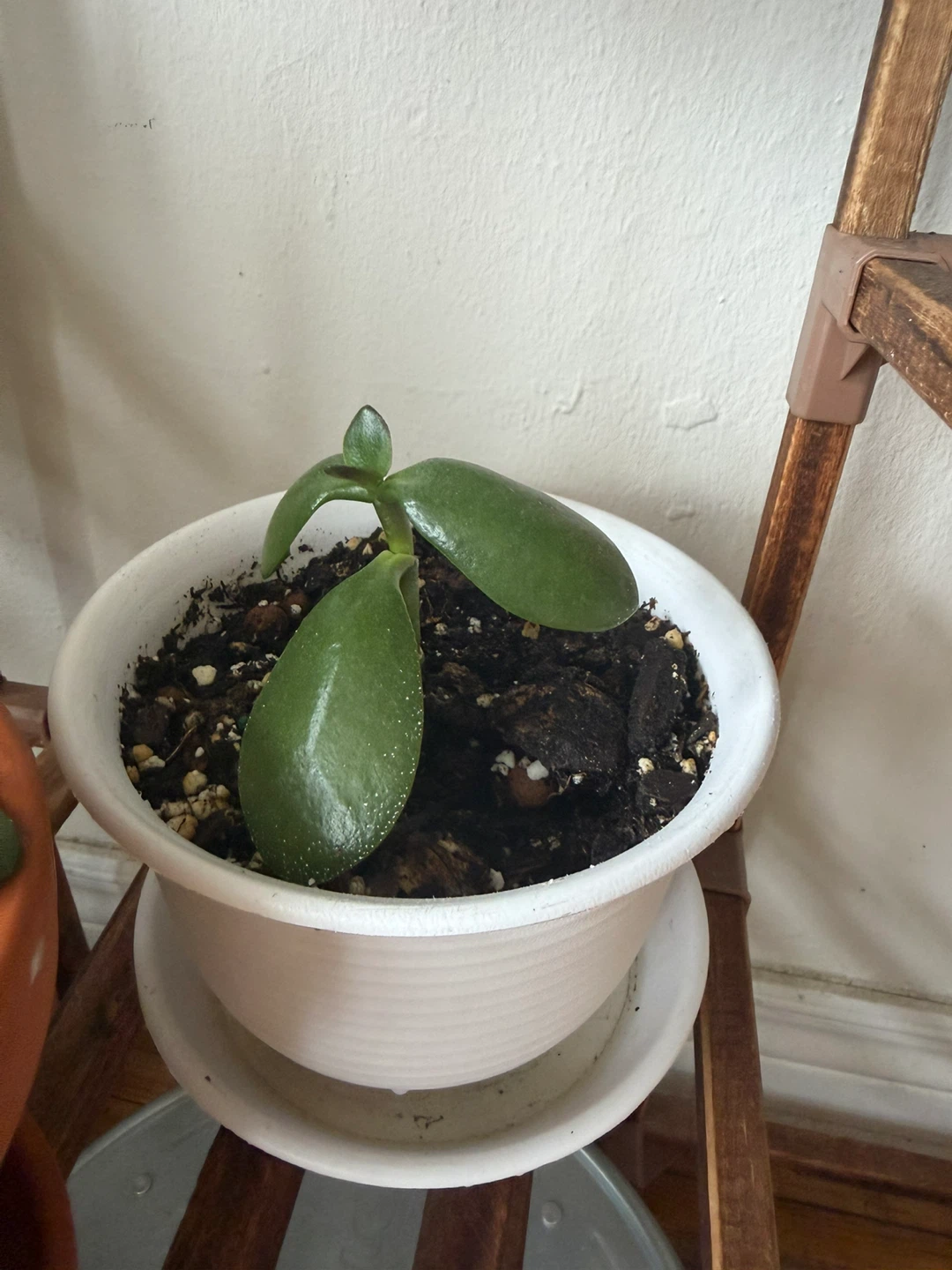Small Jade Plant in White Pot