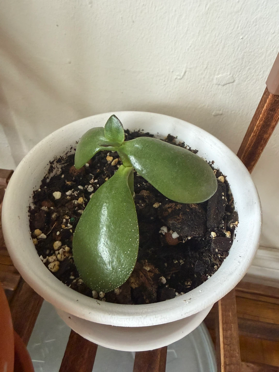 Small Jade Plant in White Pot - photo 2