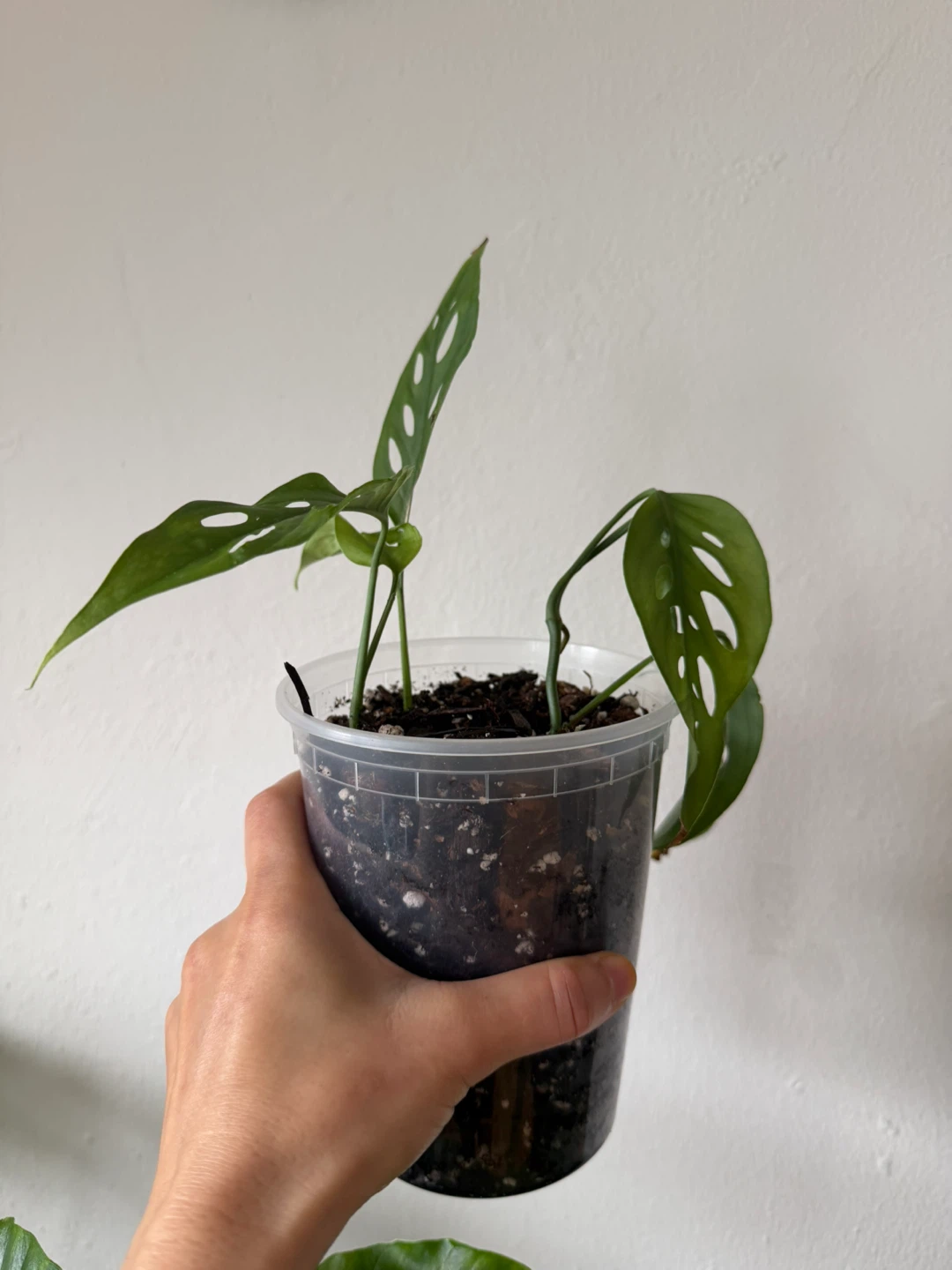 Monstera Adansonii Plant