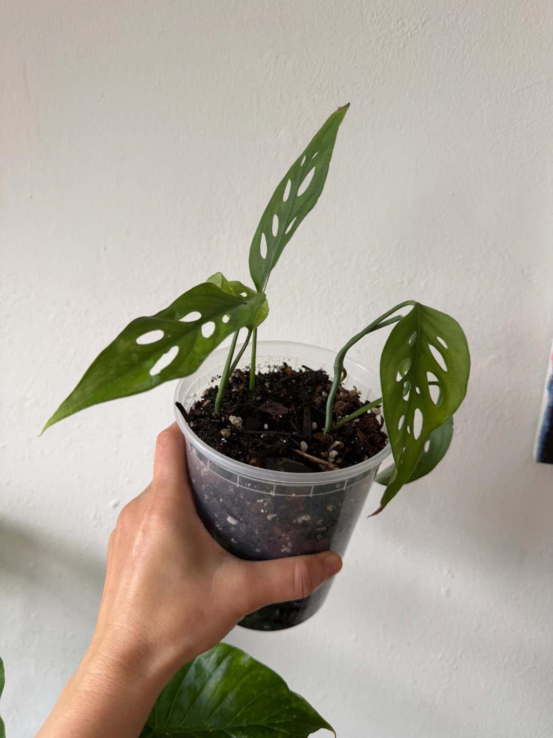 Monstera Adansonii Plant - photo 2
