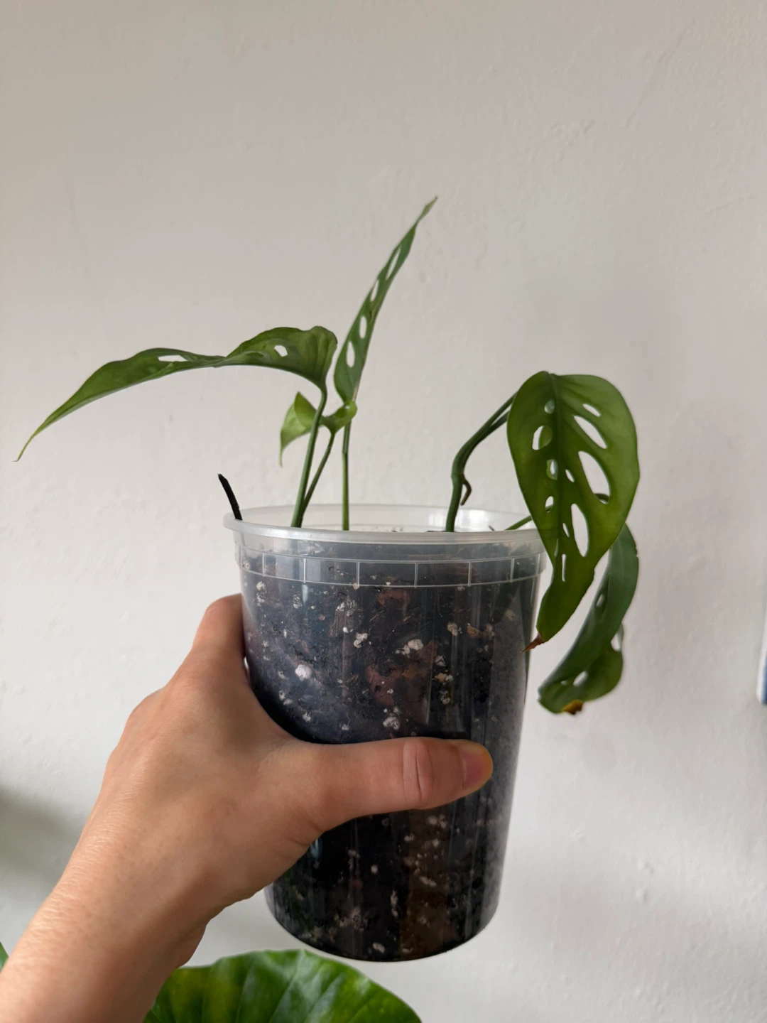 Monstera Adansonii Plant - photo 3