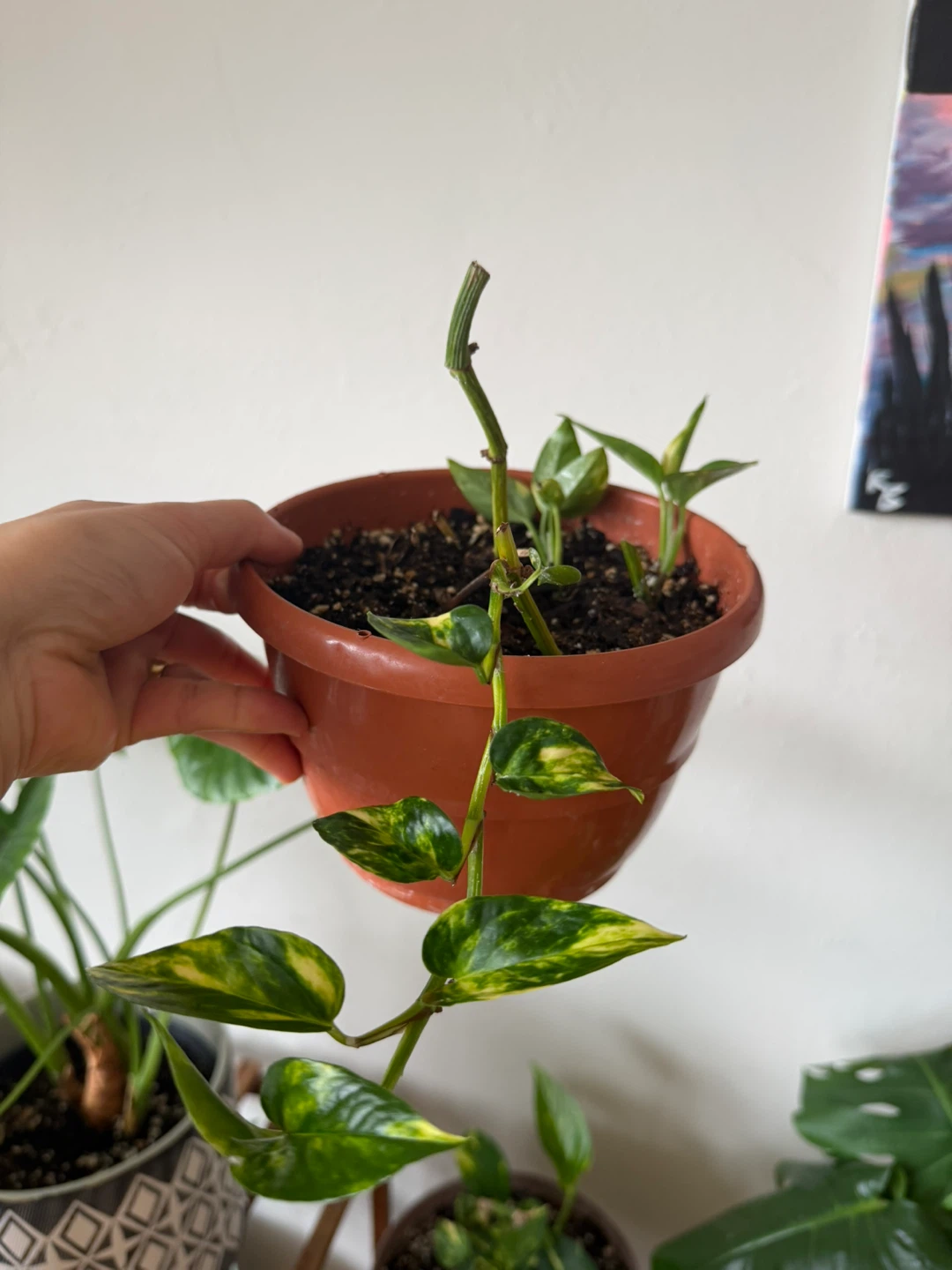 Golden Pothos plant
