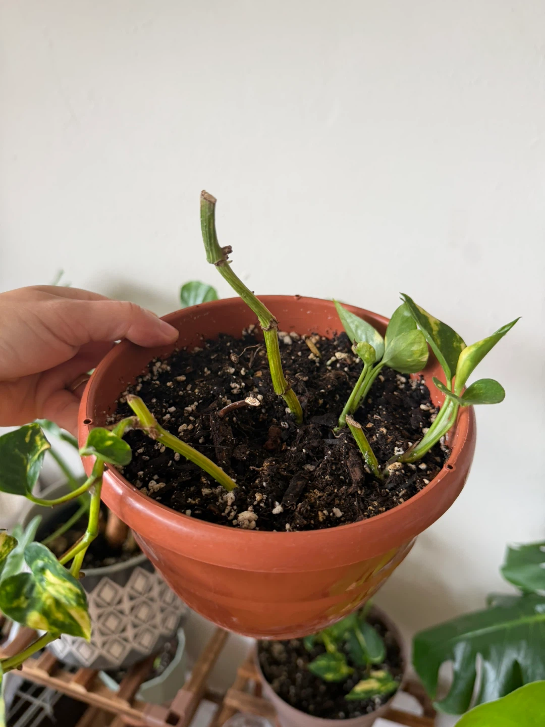 Golden Pothos plant - photo 2