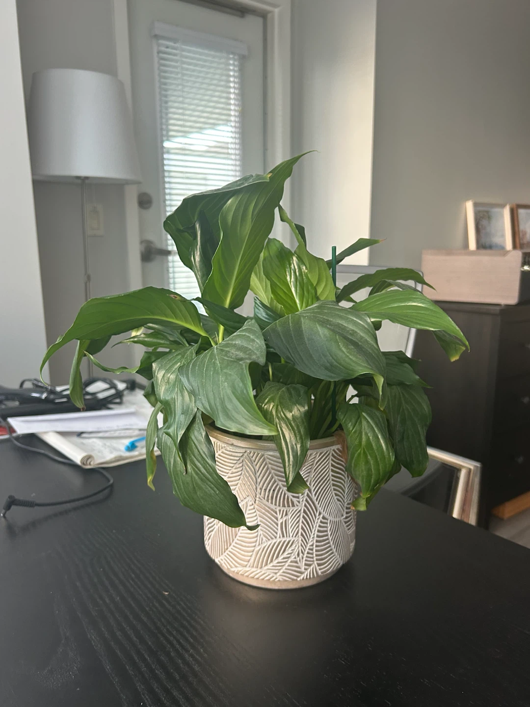 Peace Lily Plant in Textured Ceramic Pot
