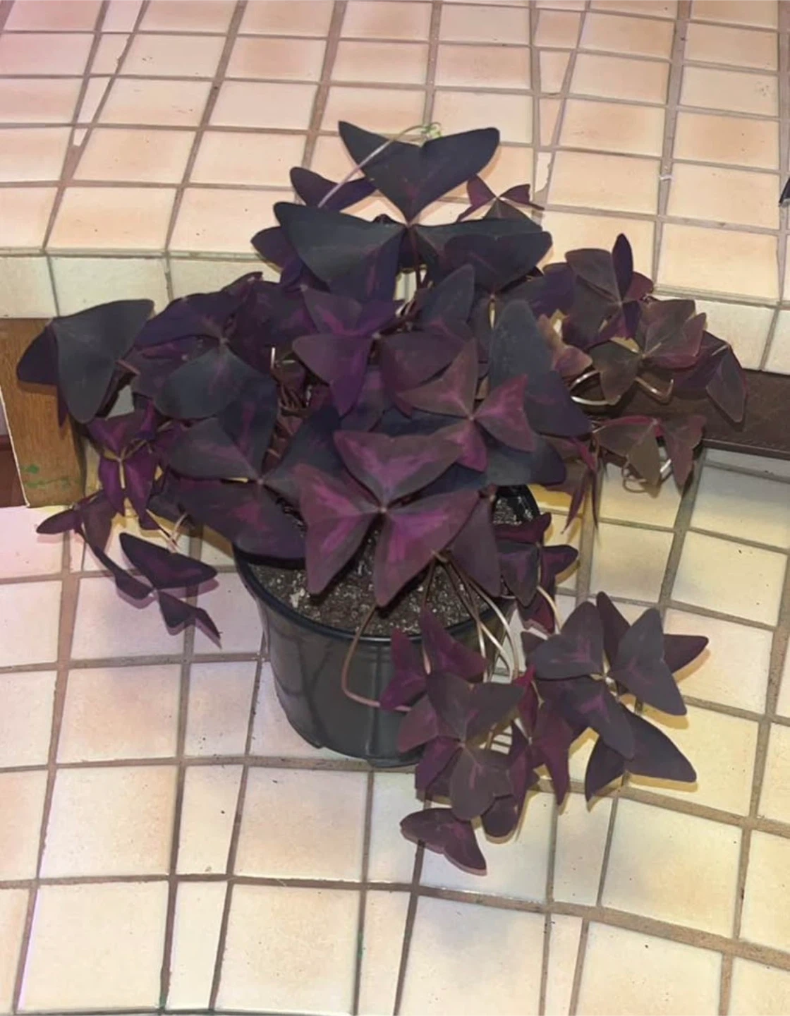 Oxalis Triangularis Purple Shamrock Plant