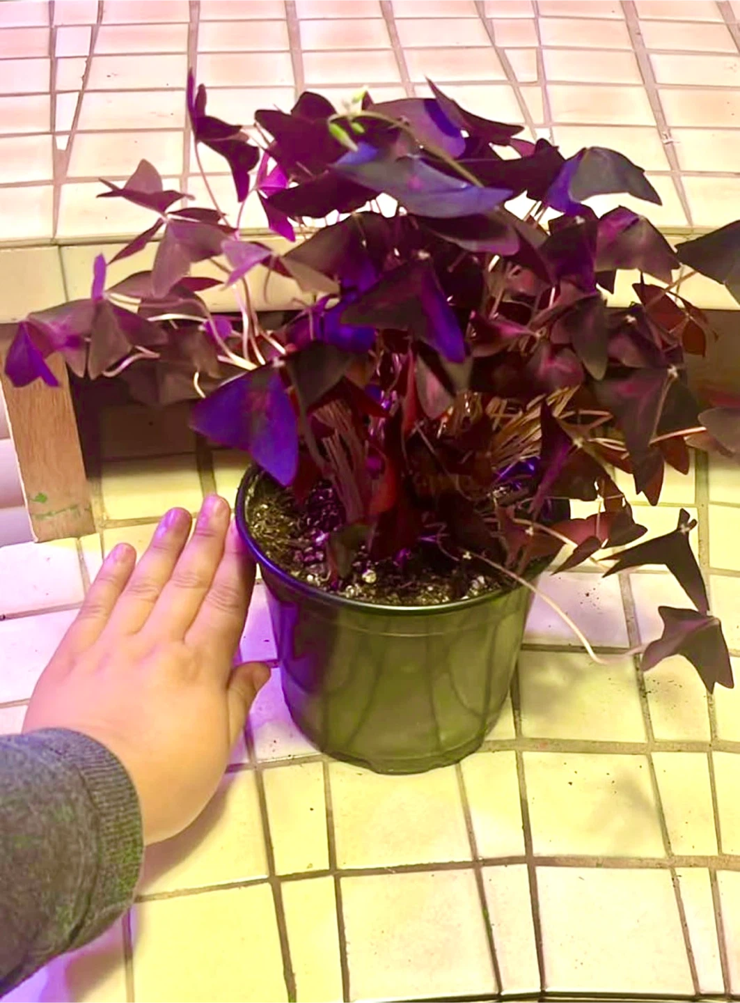 Oxalis Triangularis Purple Shamrock Plant - photo 2