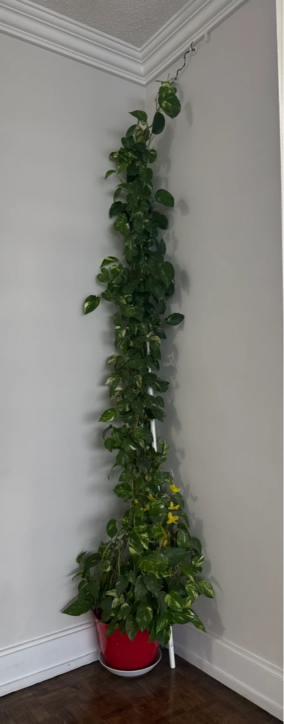 Large Mature Golden Pothos / Money Plant – 7+ ft Tall 🌿