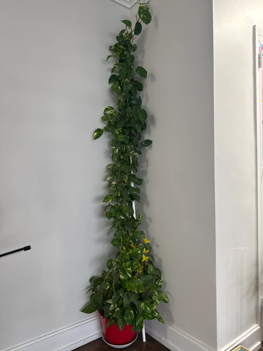 Large Mature Golden Pothos / Money Plant – 7+ ft Tall 🌿 - photo 2