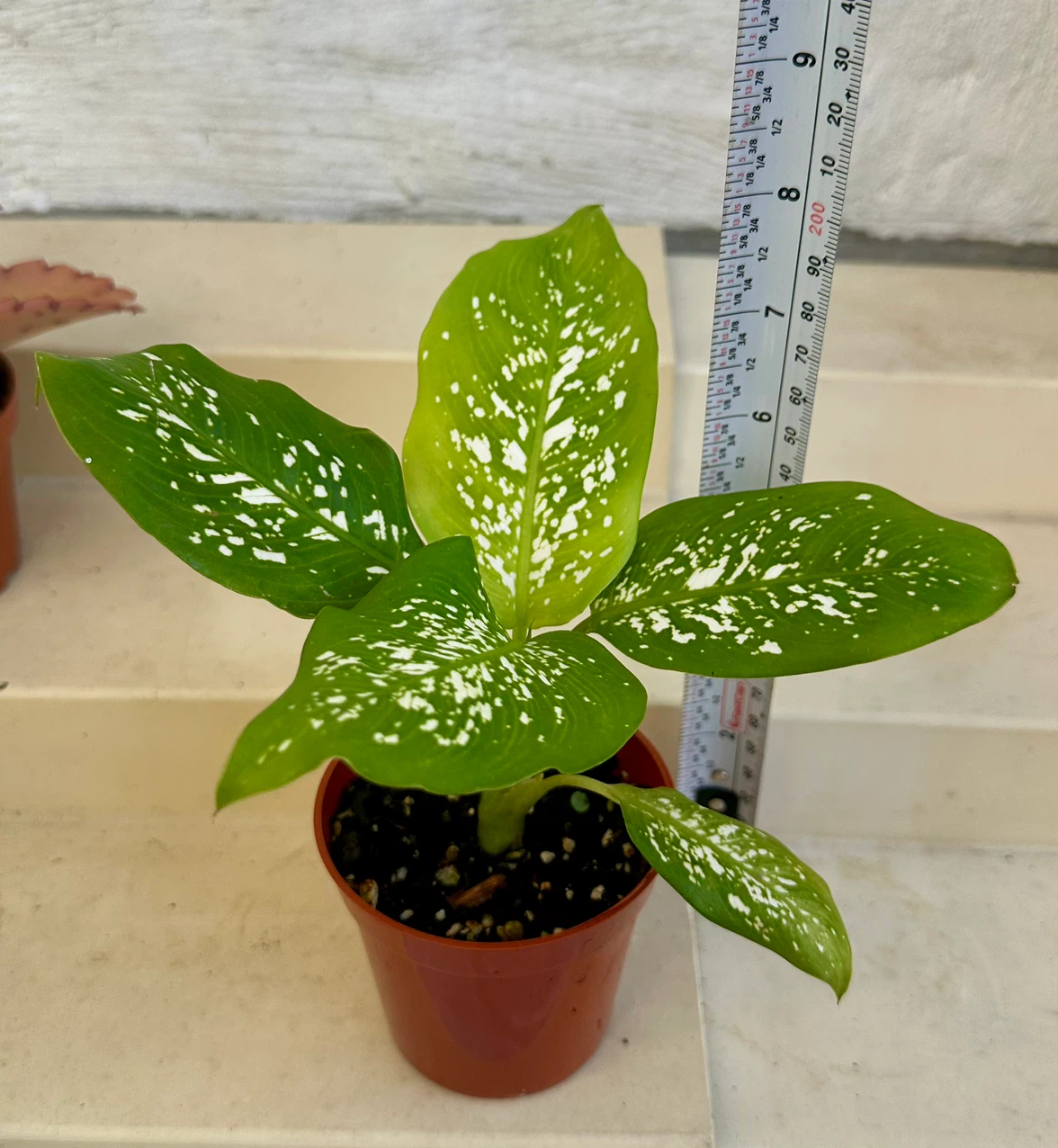 🌿Small Dumb Cane Plant (Dieffenbachia) in 3” pot.