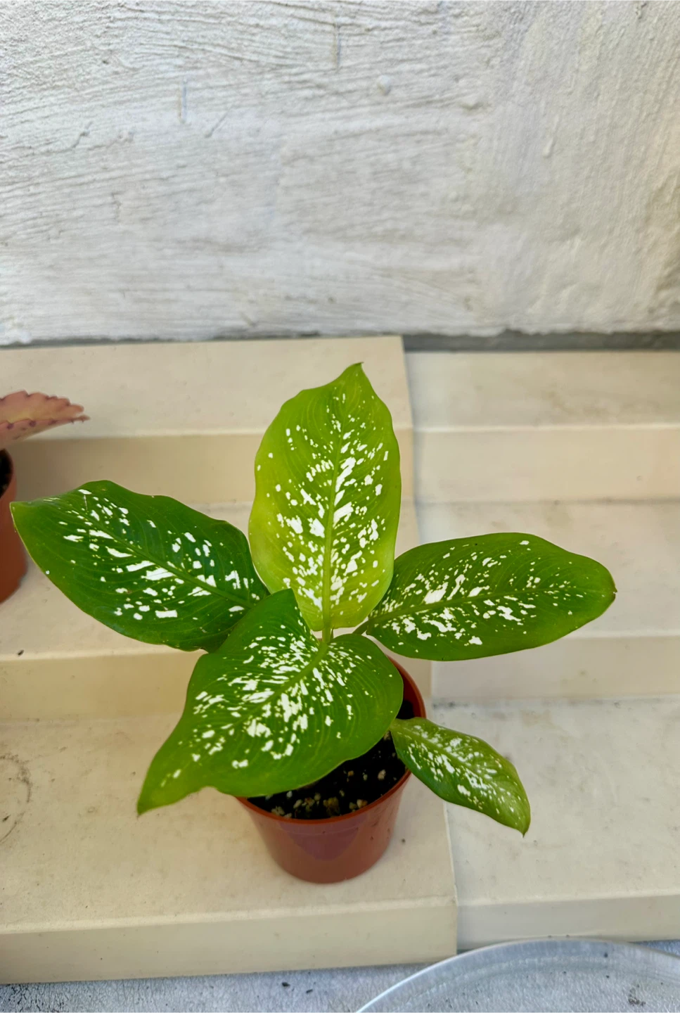 🌿Small Dumb Cane Plant (Dieffenbachia) in 3” pot. - photo 2