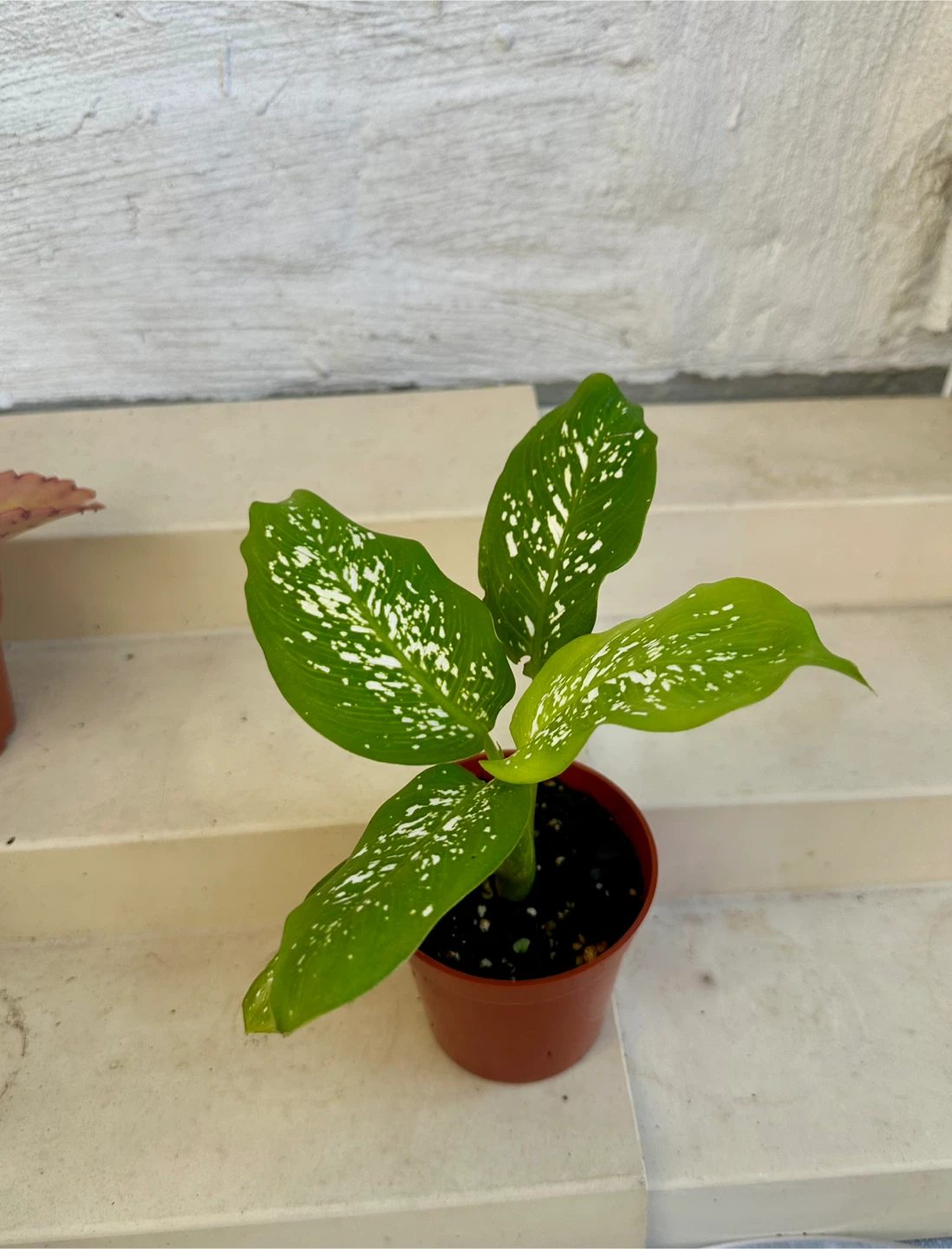 🌿Small Dumb Cane Plant (Dieffenbachia) in 3” pot. - photo 3