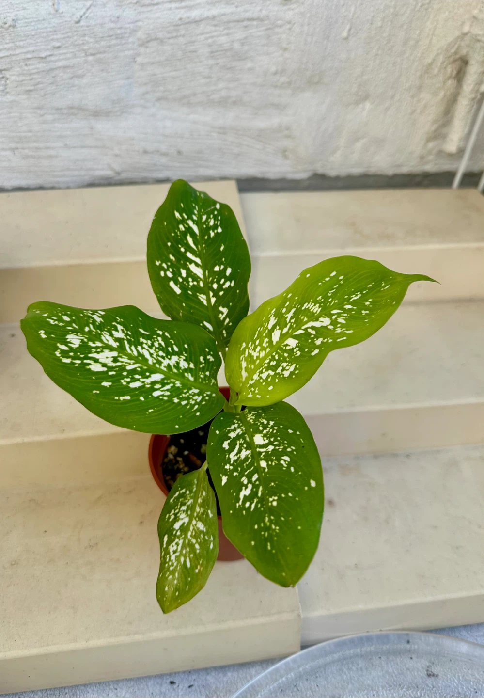 🌿Small Dumb Cane Plant (Dieffenbachia) in 3” pot. - photo 4