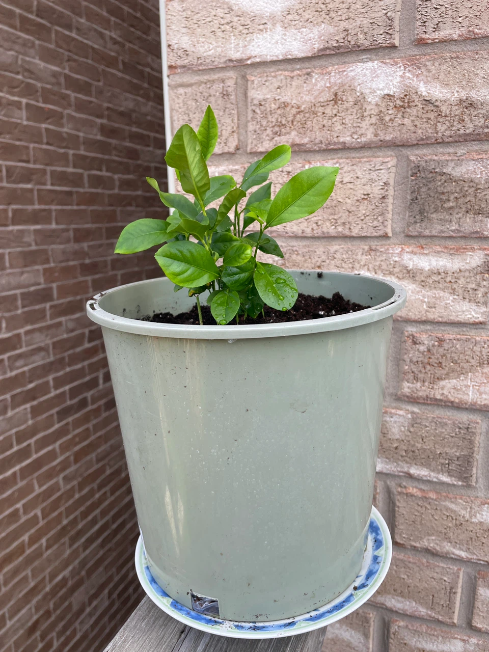 Young Lemon Tree in Plastic Pot
