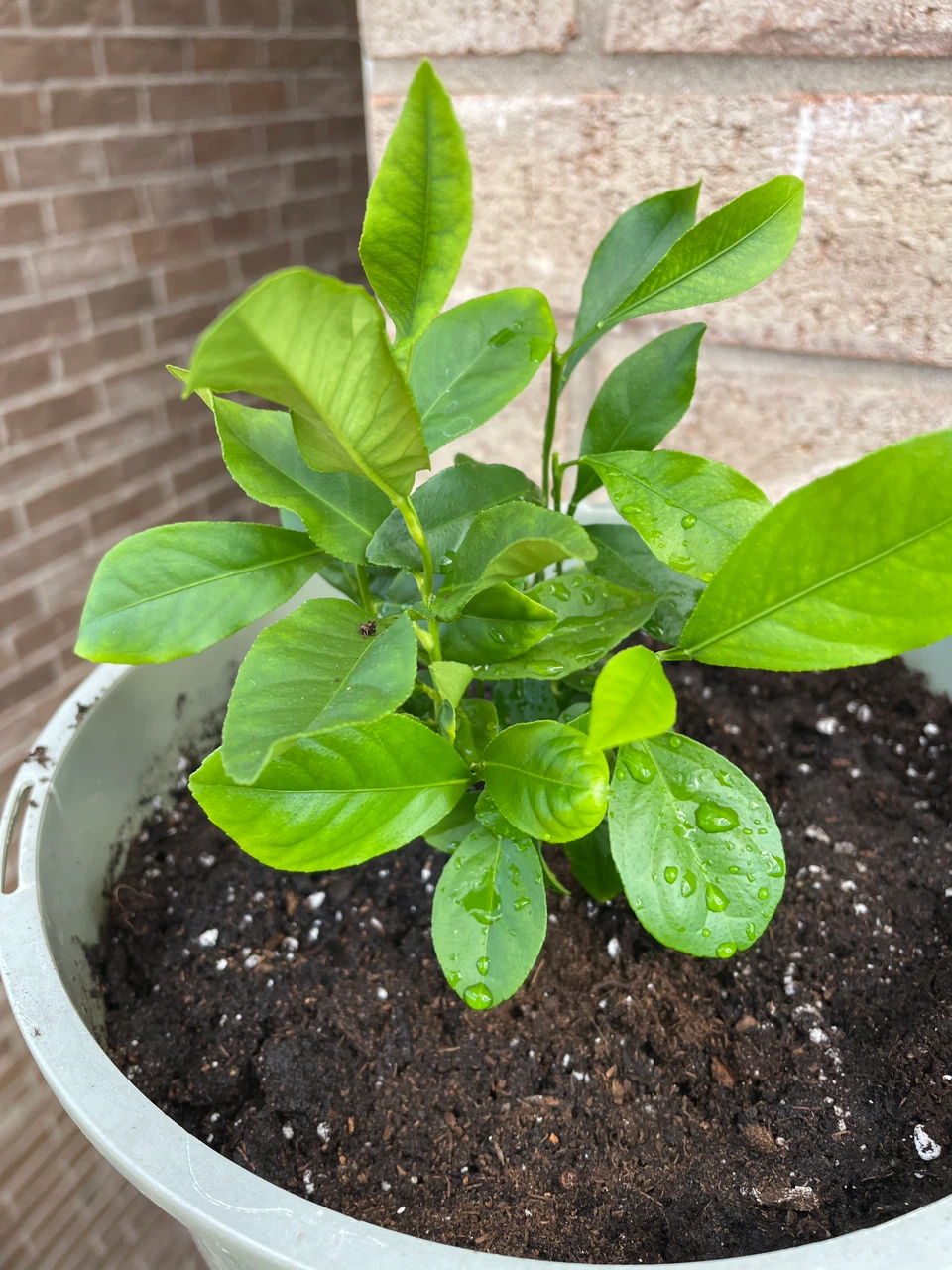Young Lemon Tree in Plastic Pot - photo 2