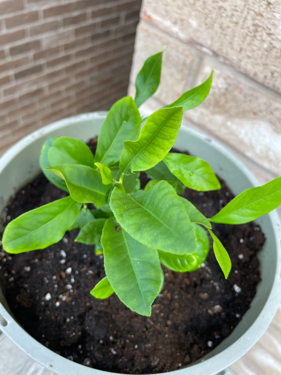 Young Lemon Tree in Plastic Pot - photo 3