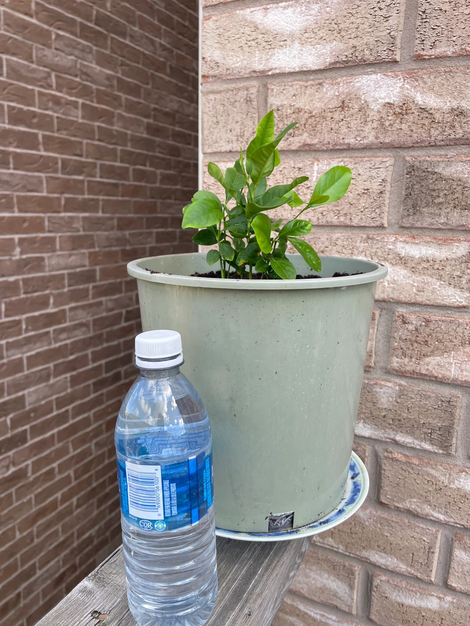 Young Lemon Tree in Plastic Pot - photo 4