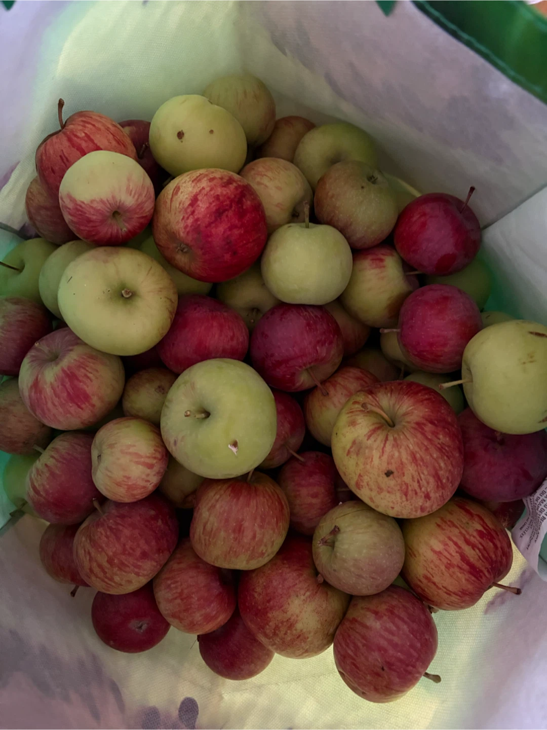 Fresh Homegrown Apples